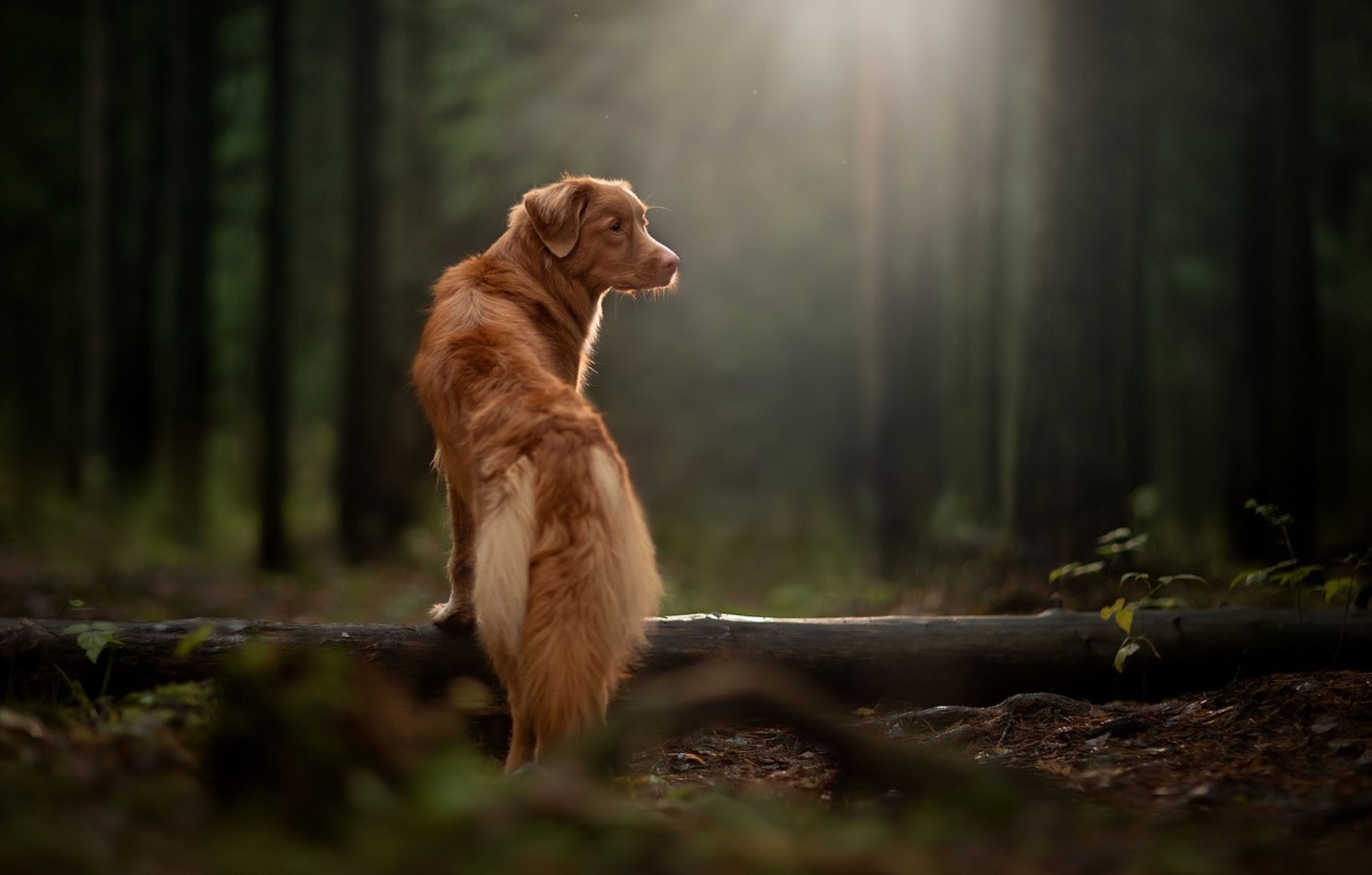 Osteopathie Hund Katze Pferd