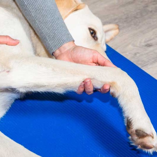 Manuelle Therapie - Physio-Hund-Waldbröl