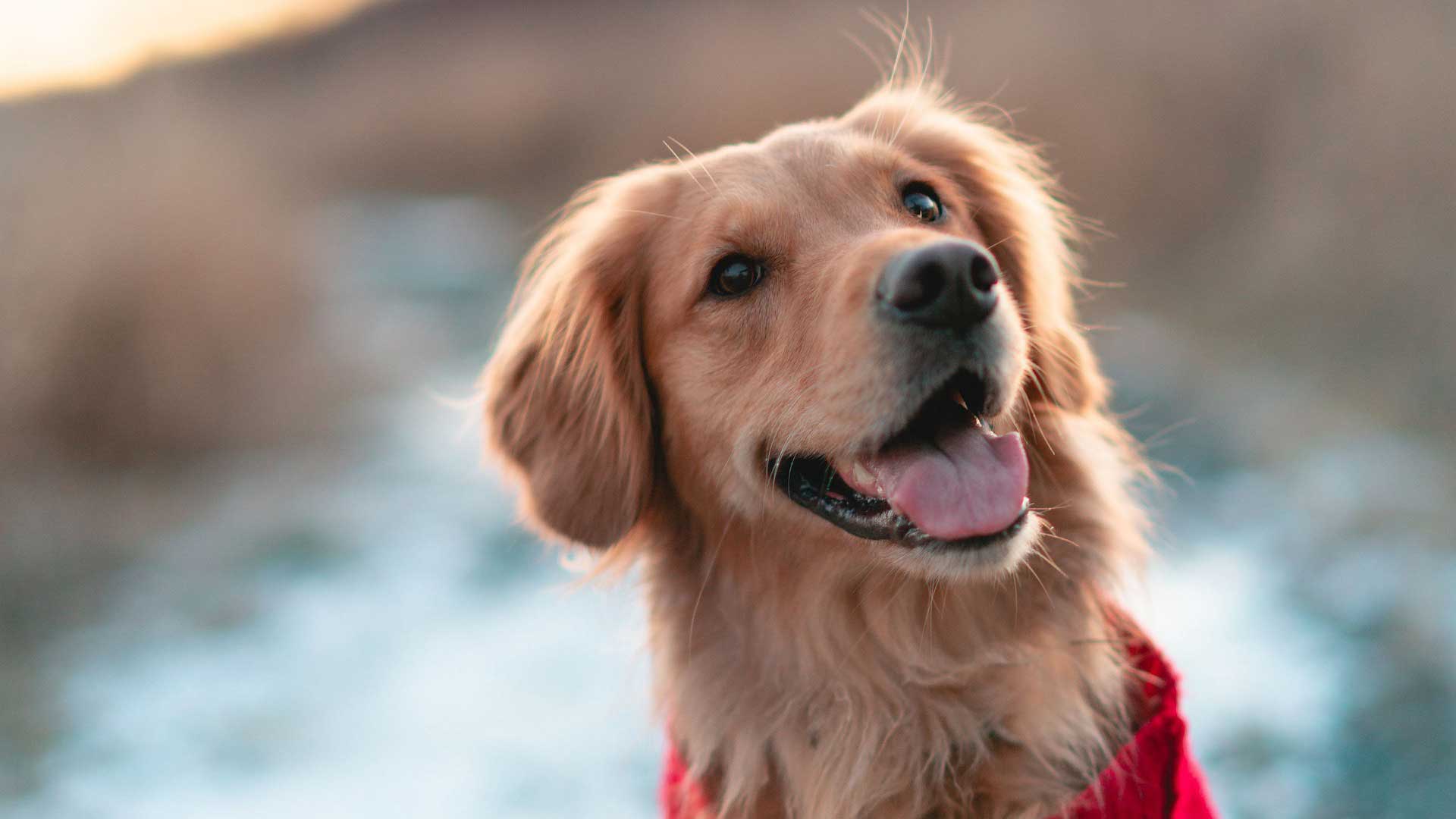 Physiotherapie Hund Katze Pferd