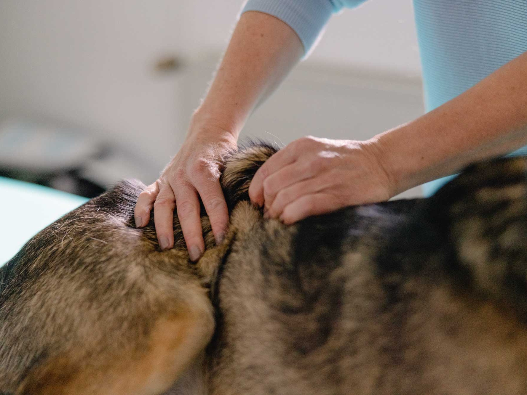 Massage Lymphdrainage Hund