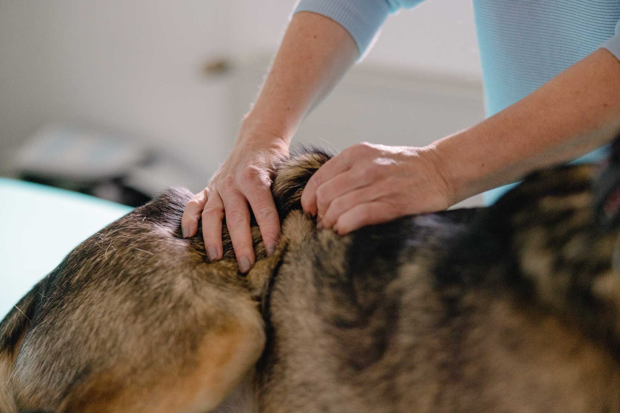 Physiotherapie Hund Katze Pferd