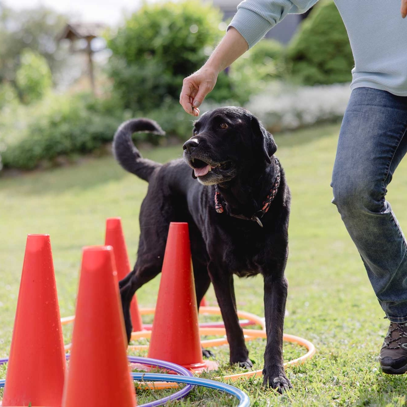 Aktive Bewegungstherapie - Physio-Hund-Waldbröl