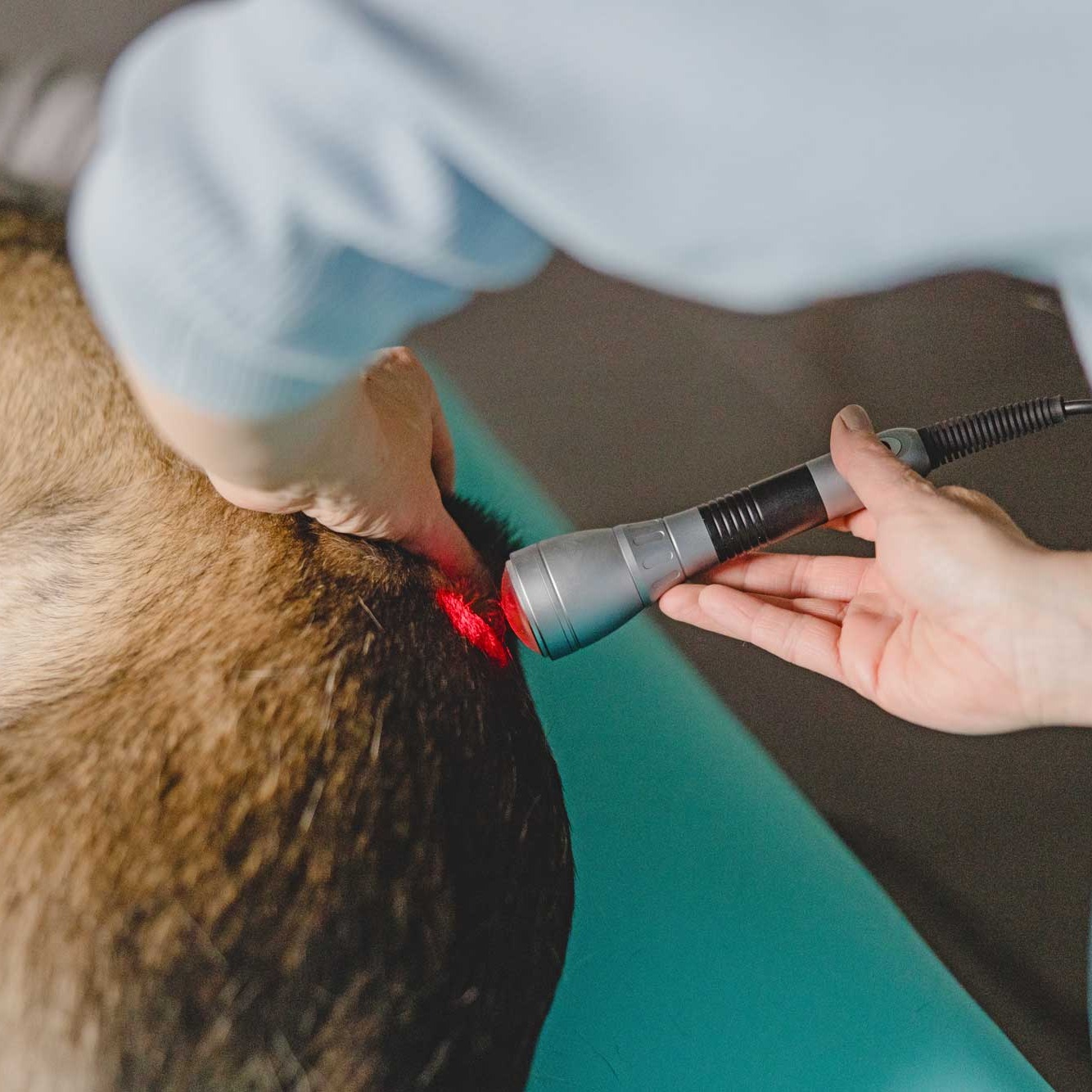 Lasertherapie - Physio-Hund-Waldbröl