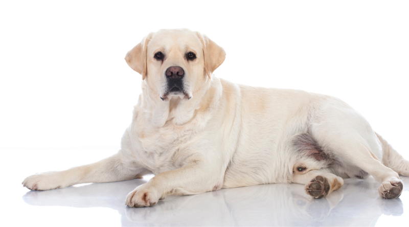 Ist mein Hund zu fett oder einfach nur gut genährt? Die schlanke Linie zwischen Wohlbefinden und Gesundheit